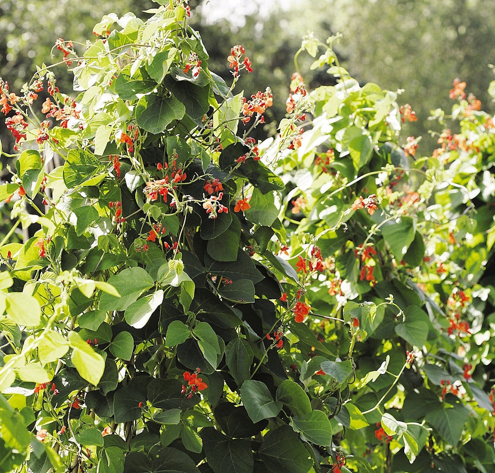 How To…Grow Runner Beans channel_name